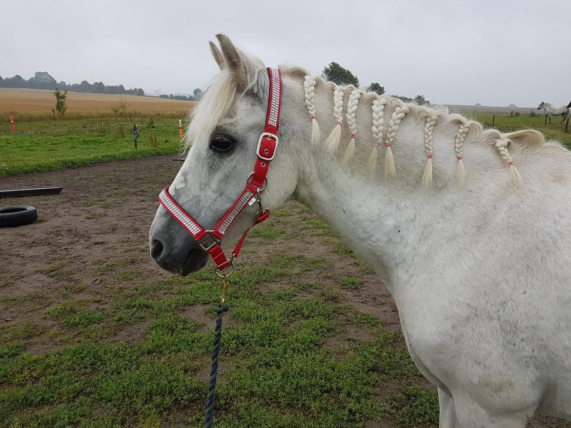 Welsh Pony (sec B) Prinzess of Beauty queen ( Pony) R.I.P billede 17