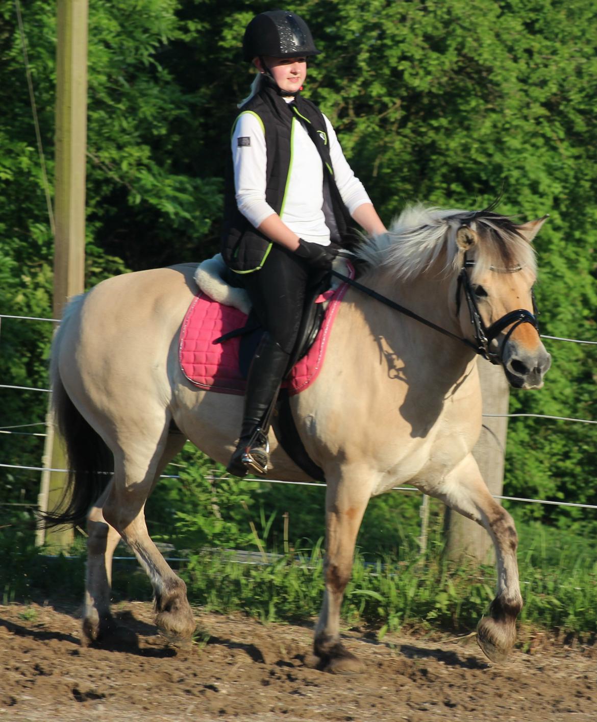 Fjordhest Thilde billede 4
