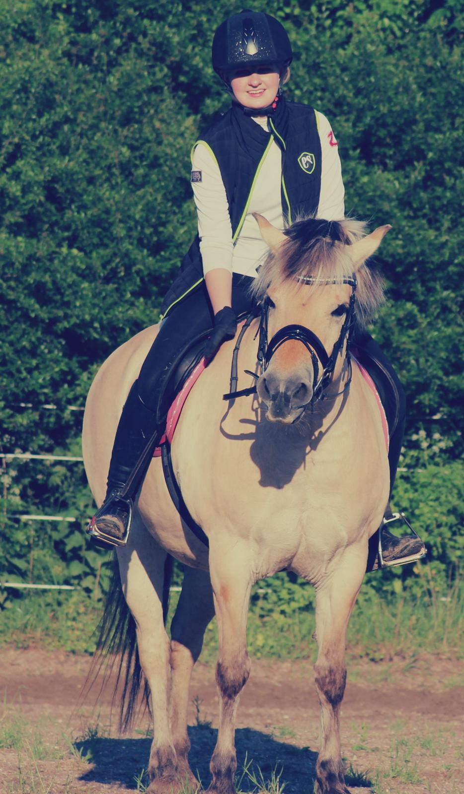 Fjordhest Thilde billede 5