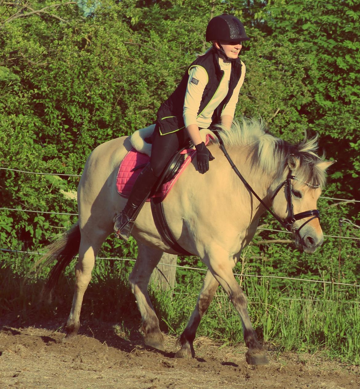 Fjordhest Thilde billede 7