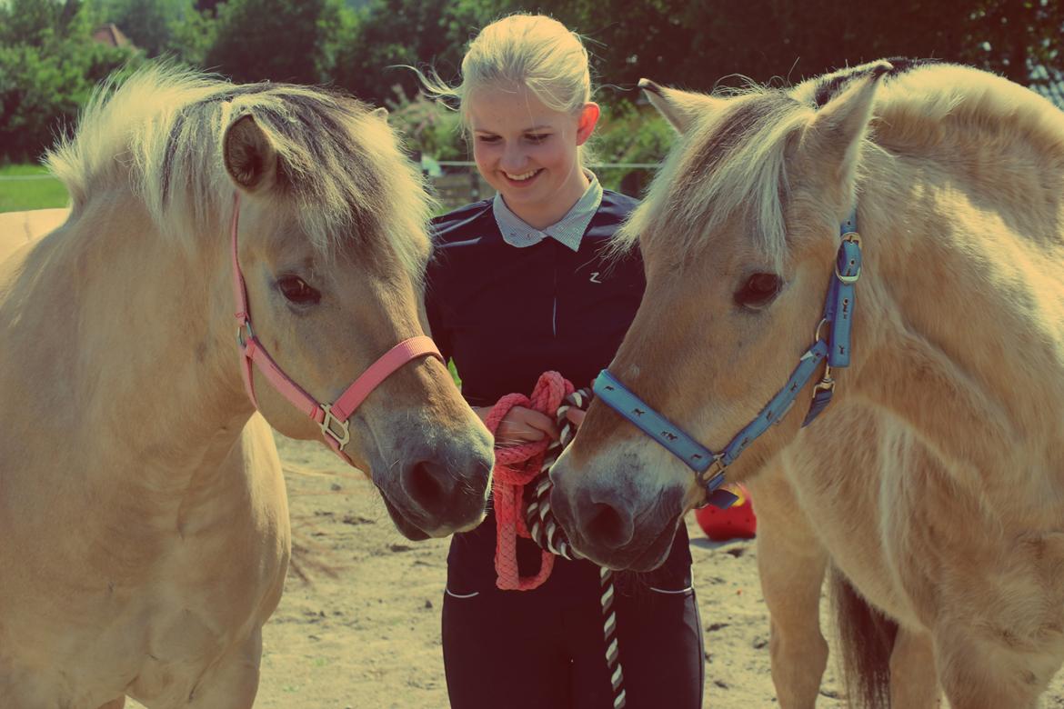 Fjordhest Thilde billede 8