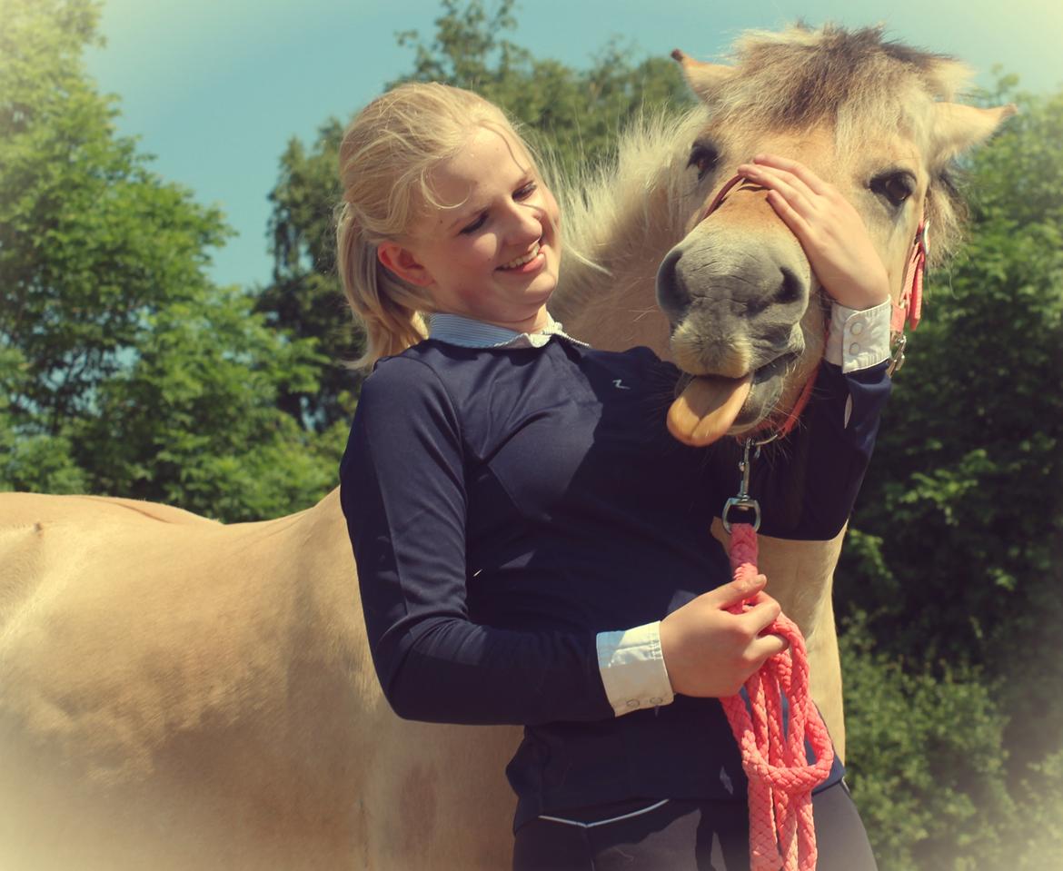 Fjordhest Thilde billede 9