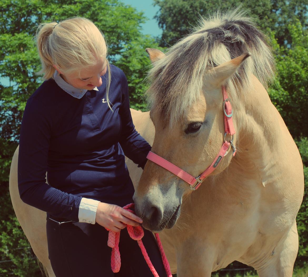 Fjordhest Thilde billede 1