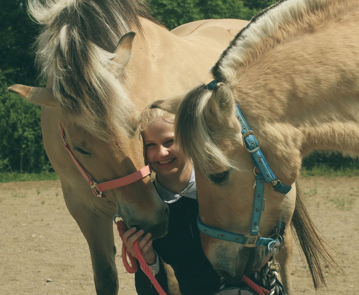 Fjordhest Thilde billede 10