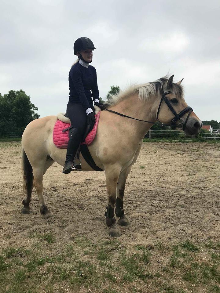 Fjordhest Thilde billede 11