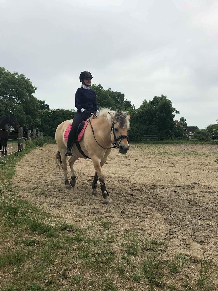 Fjordhest Thilde billede 6