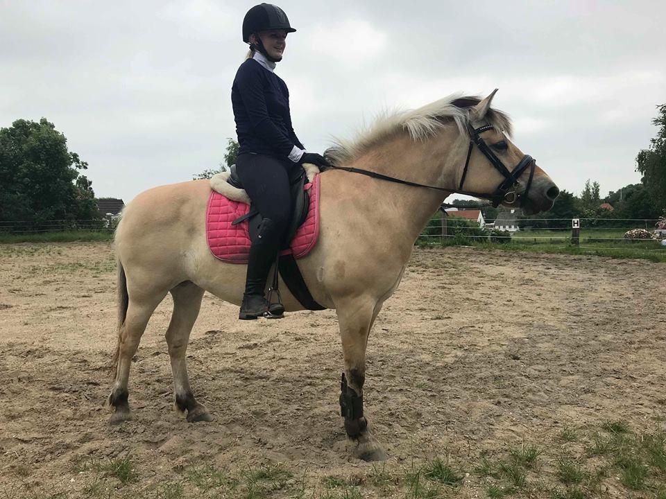 Fjordhest Thilde billede 2