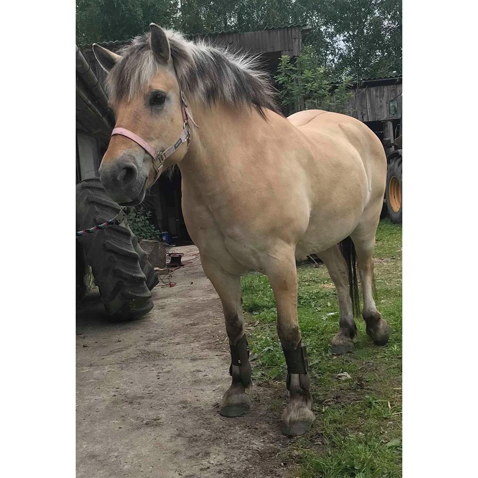 Fjordhest Thilde billede 3