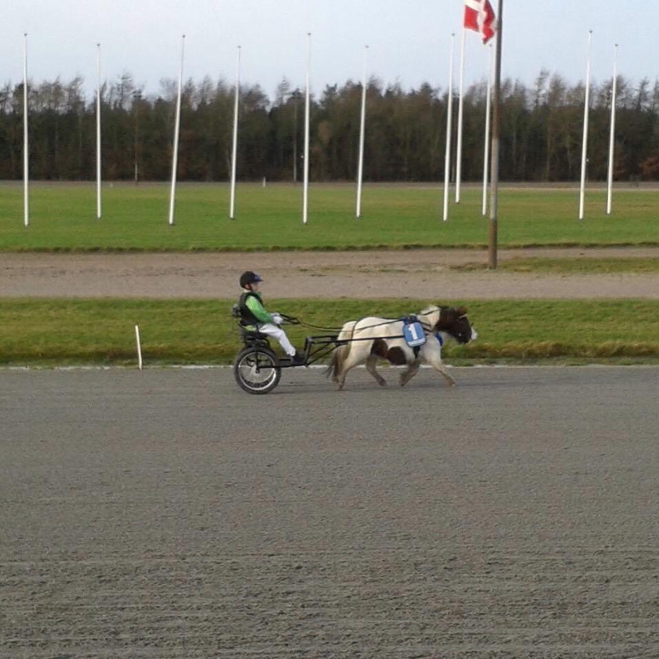 Miniature Pepsi - Billund 2015 med emil billede 15