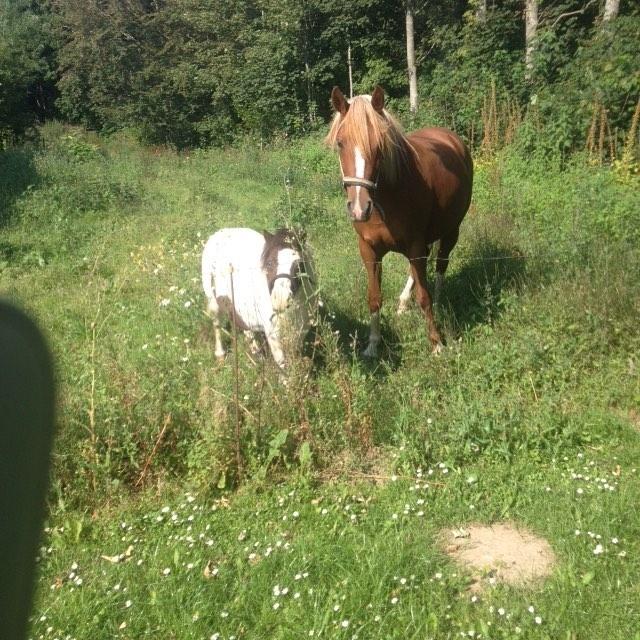 Miniature Pepsi billede 14