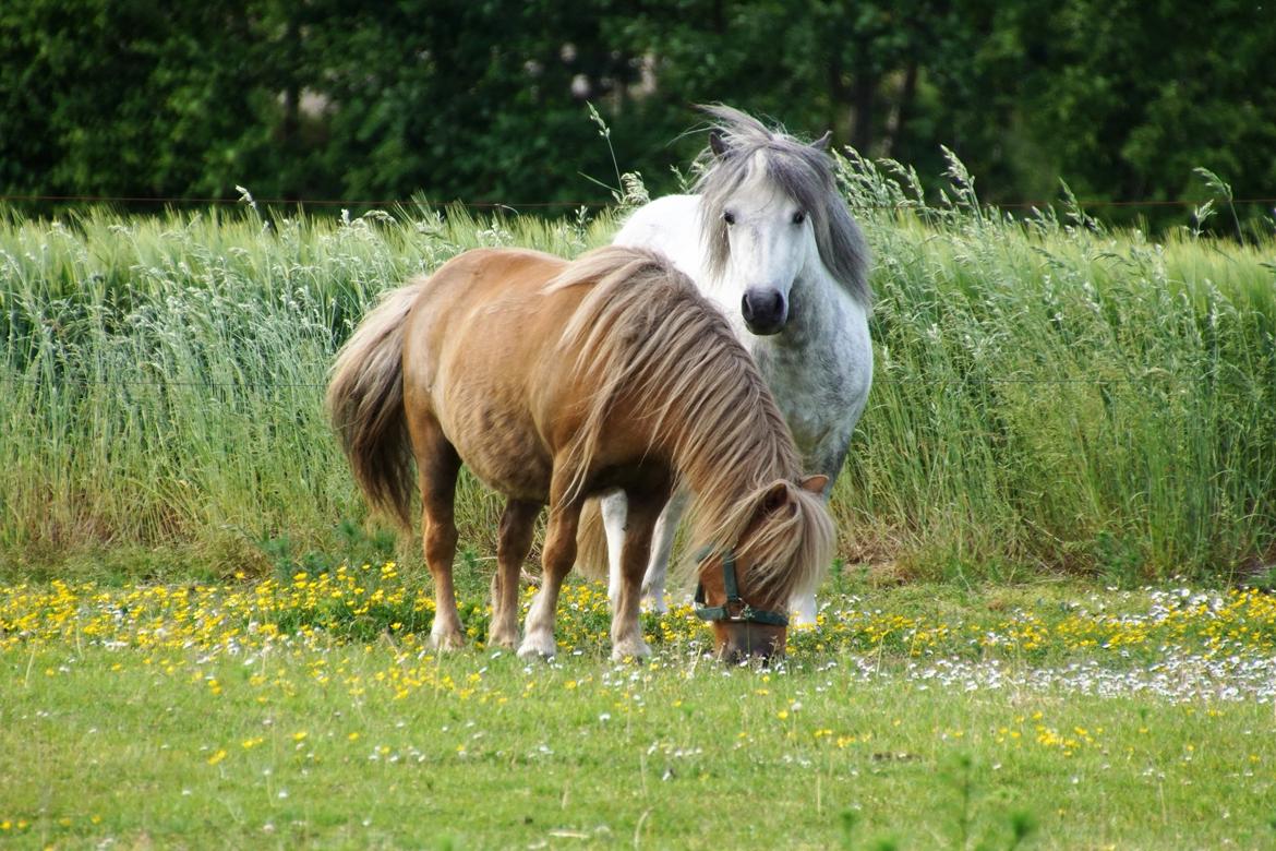 Shetlænder » Highlanders Rose « - 31.05.2018 - første gang på fold med Hopla ❤️ billede 6