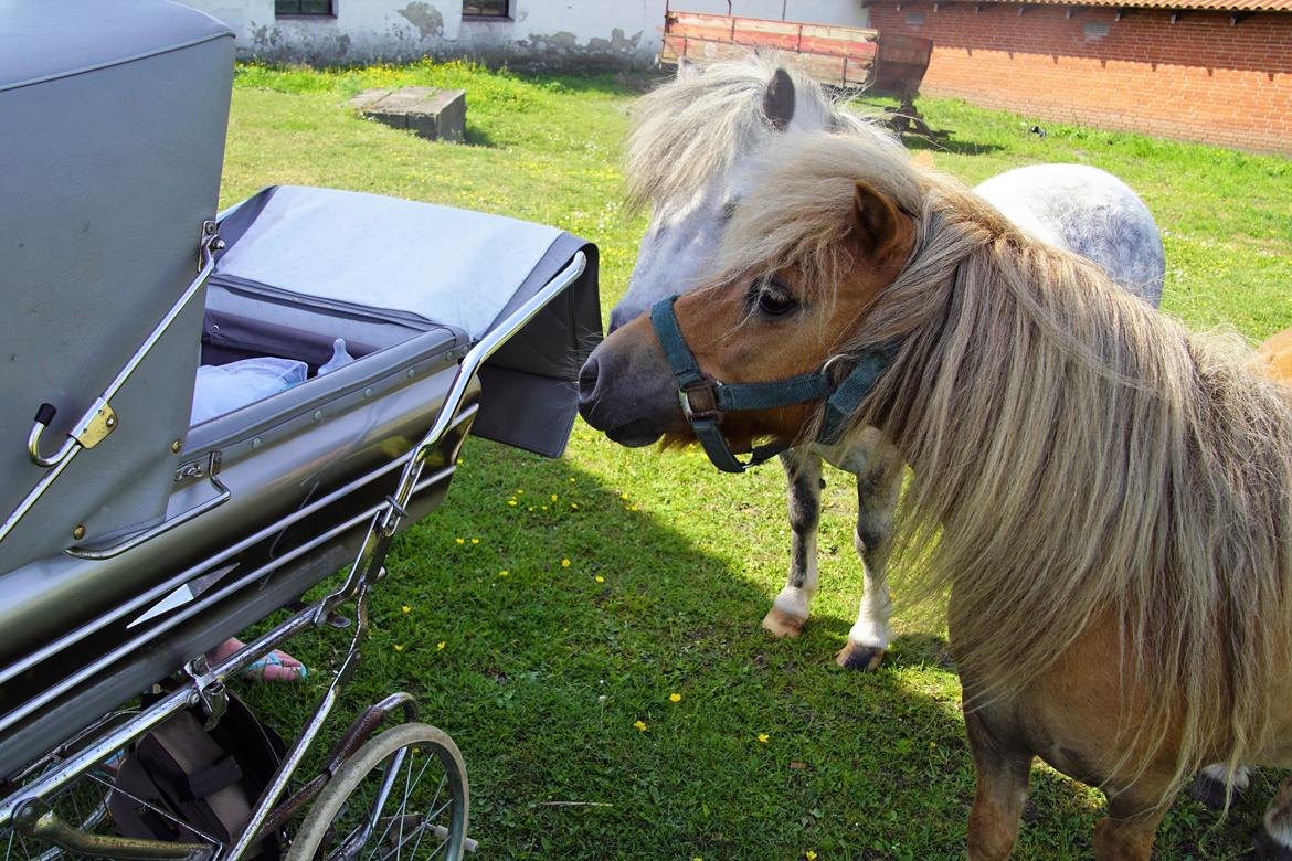 Shetlænder » Highlanders Rose « - Rose 2. juni 2018 - tre dage efter ankomst <3 Her undersøger hun lige barnevognen med familiens yngste medlem i <3 billede 7