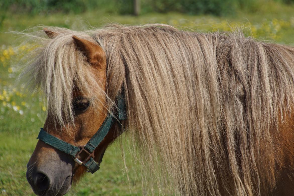 Shetlænder » Highlanders Rose « - Rose 2. juni 2018 - tre dage efter ankomst <3 billede 1