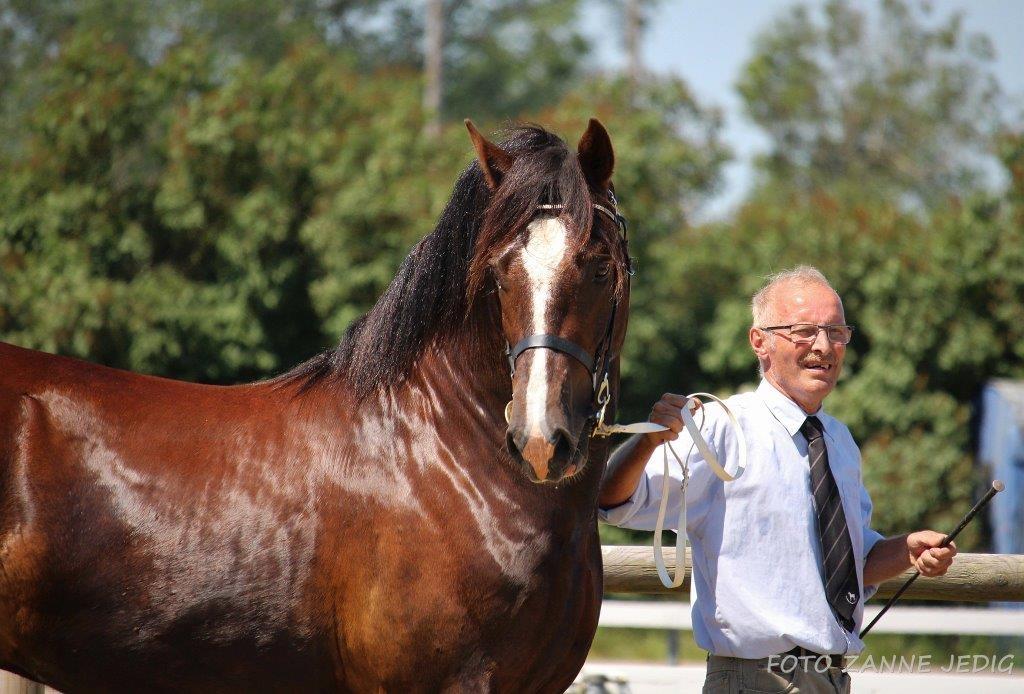 Welsh Cob (sec D) Møllegydens Brego billede 45