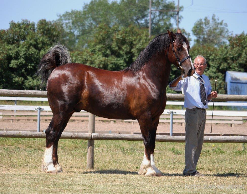 Welsh Cob (sec D) Møllegydens Brego billede 46