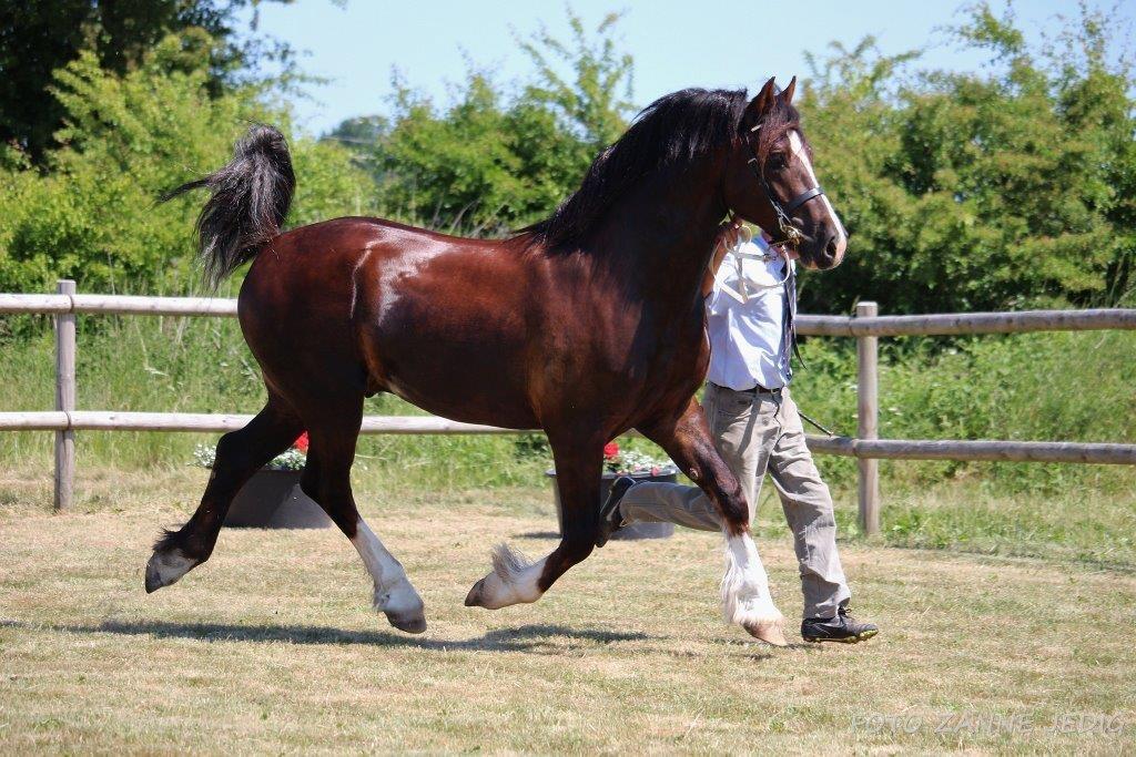 Welsh Cob (sec D) Møllegydens Brego billede 1