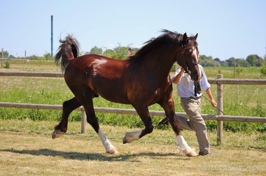 Welsh Cob (sec D) Møllegydens Brego billede 47