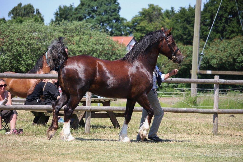 Welsh Cob (sec D) Møllegydens Brego billede 48