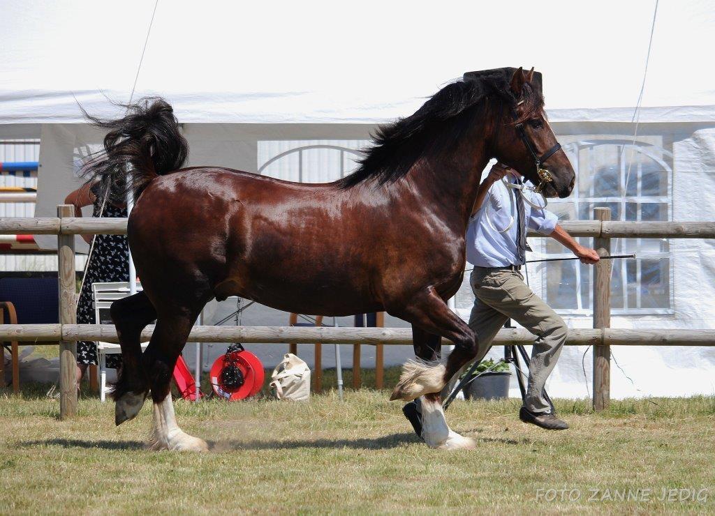 Welsh Cob (sec D) Møllegydens Brego billede 49