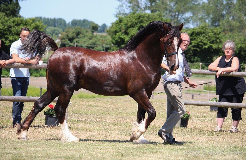 Welsh Cob (sec D) Møllegydens Brego billede 50