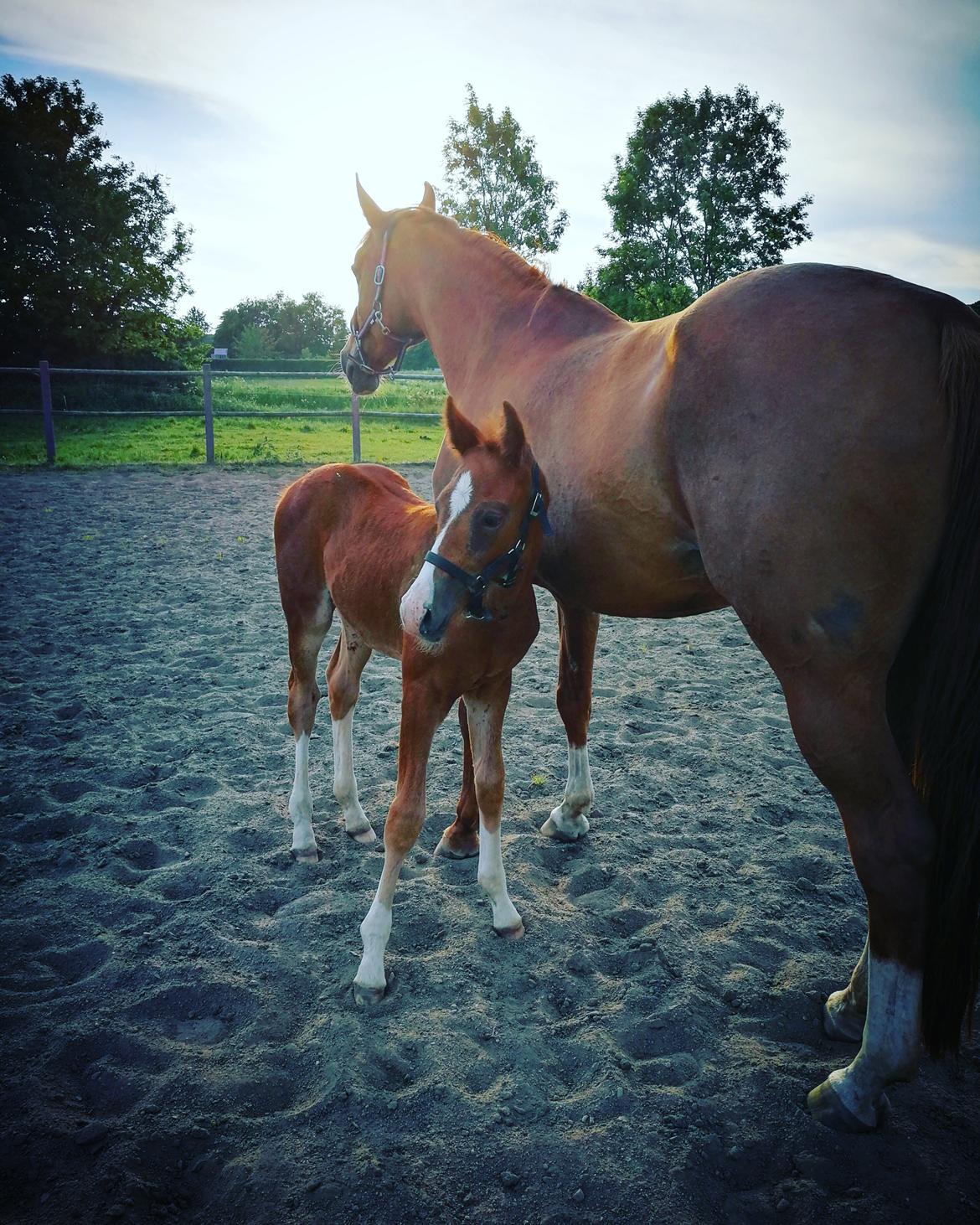 Anden særlig race Happy-Feet  billede 1