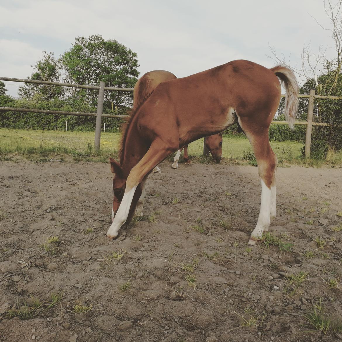 Anden særlig race Happy-Feet  billede 3