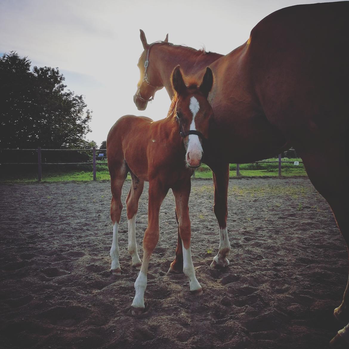 Anden særlig race Happy-Feet  billede 2