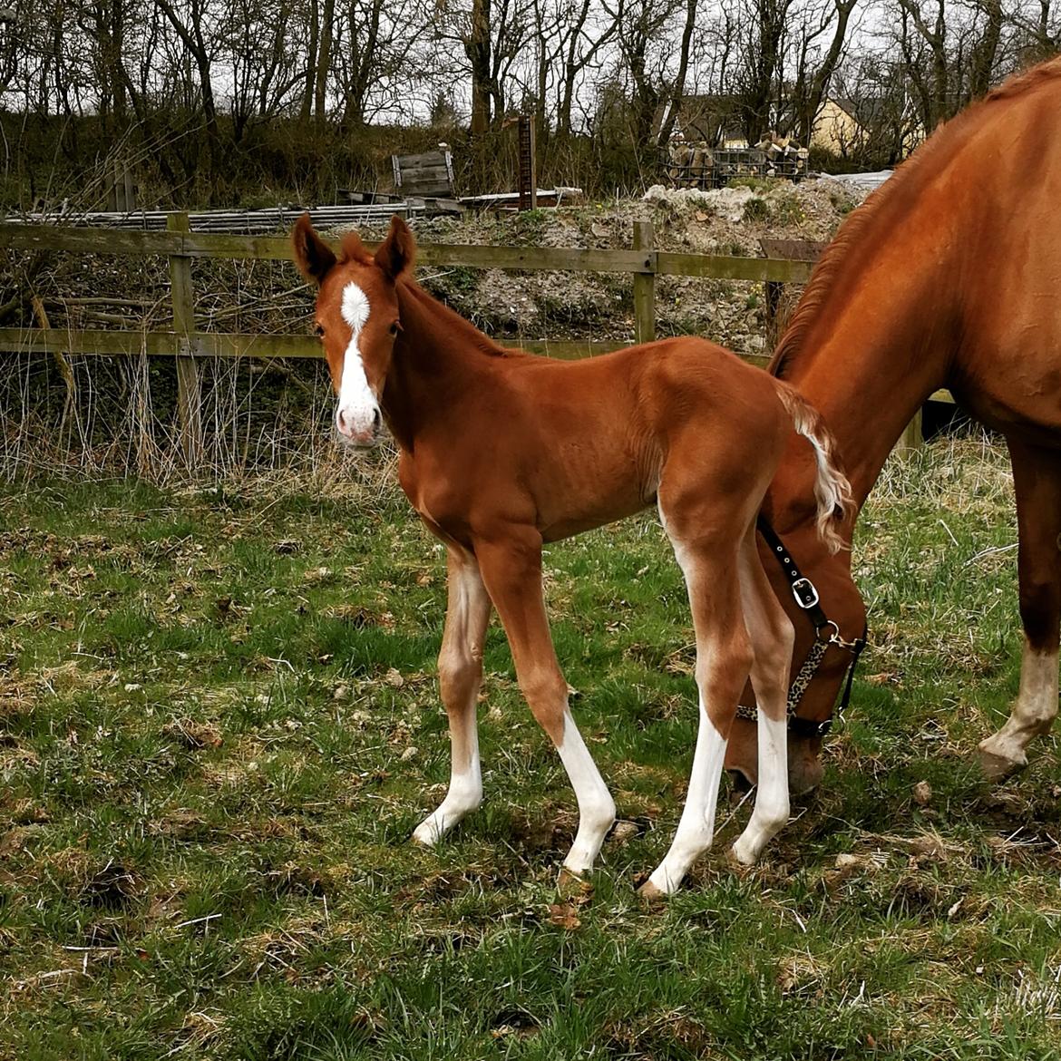 Anden særlig race Happy-Feet  billede 5