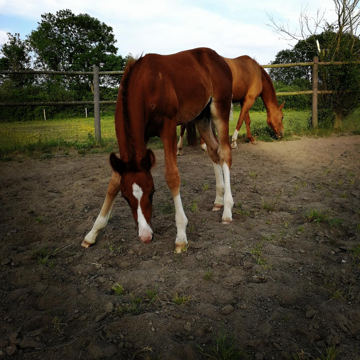 Anden særlig race Happy-Feet  billede 4