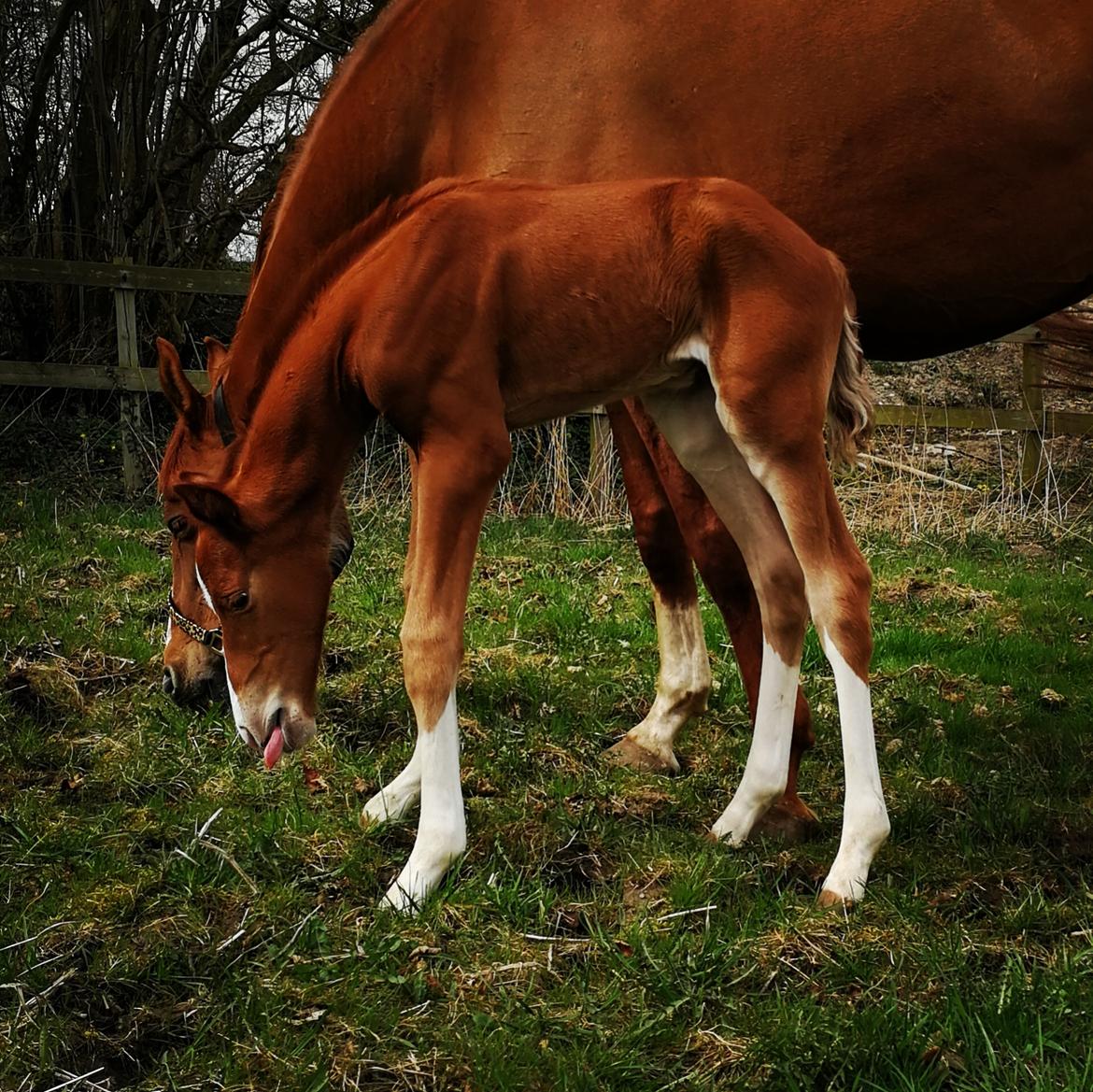 Anden særlig race Happy-Feet  billede 6