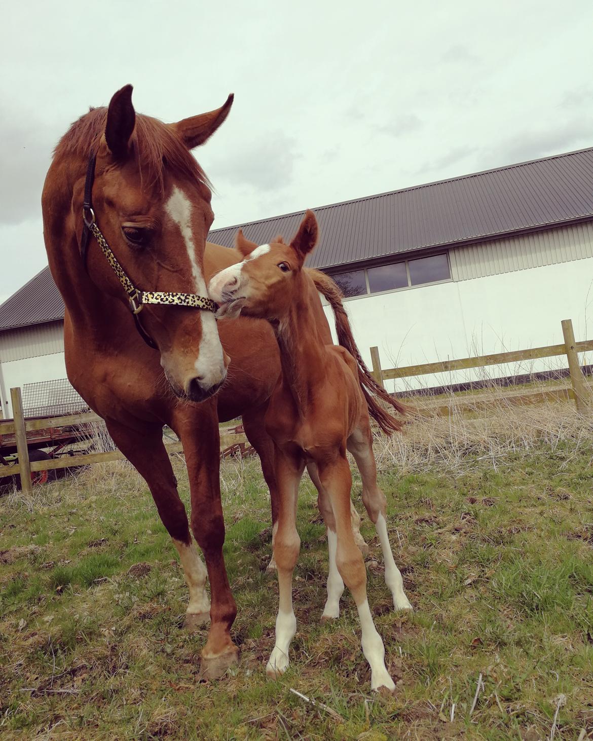 Anden særlig race Happy-Feet  billede 7