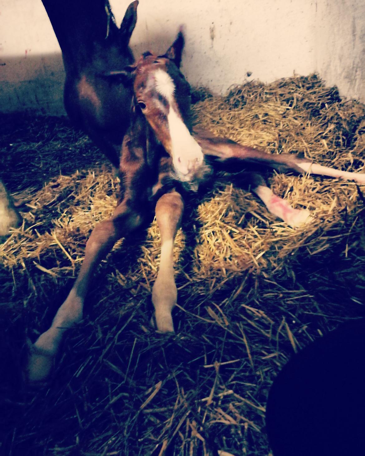 Anden særlig race Happy-Feet  billede 8