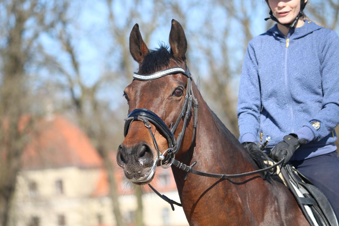 Fuldblod (XX) Madame de Jour XX (den) (Smilla) - Velkommen til Smillas galleri <3 billede 1