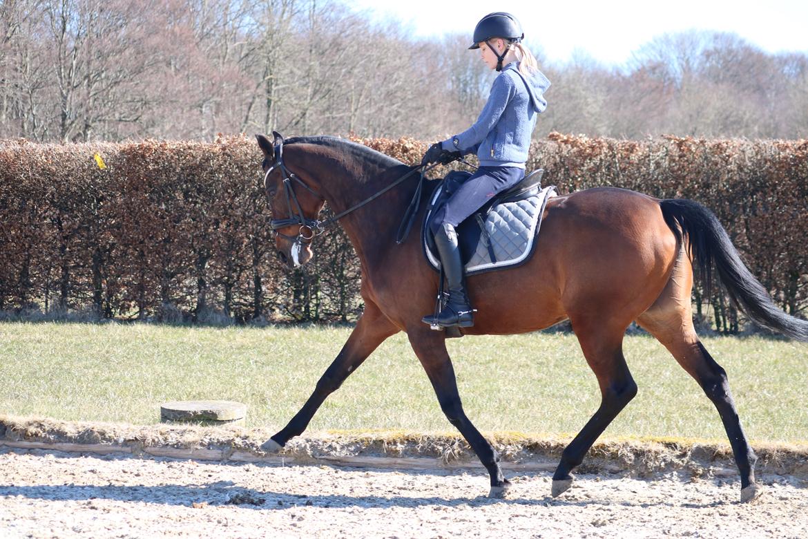 Fuldblod (XX) Madame de Jour XX (den) (Smilla) billede 2