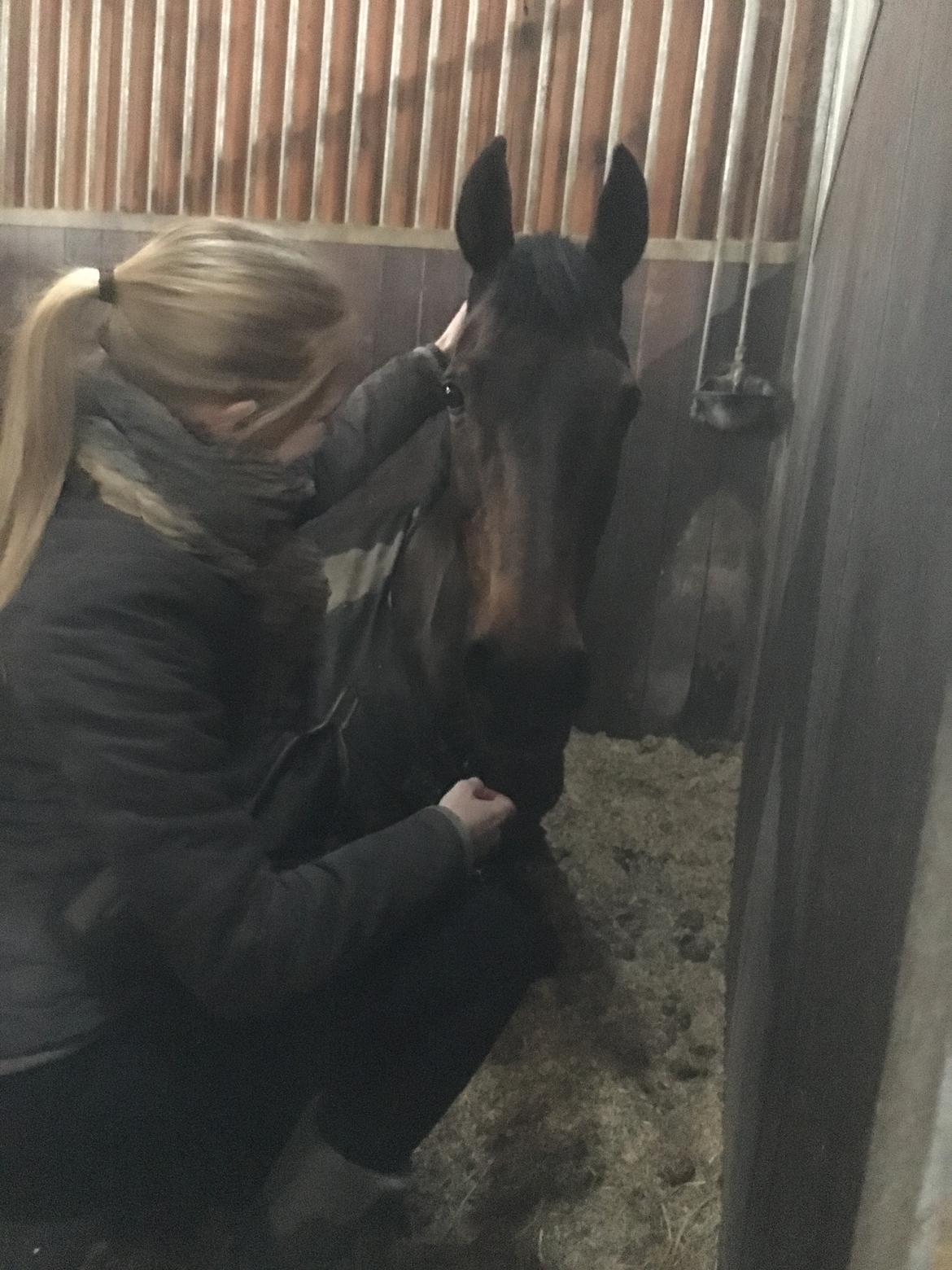 Fuldblod (XX) Madame de Jour XX (den) (Smilla) billede 6