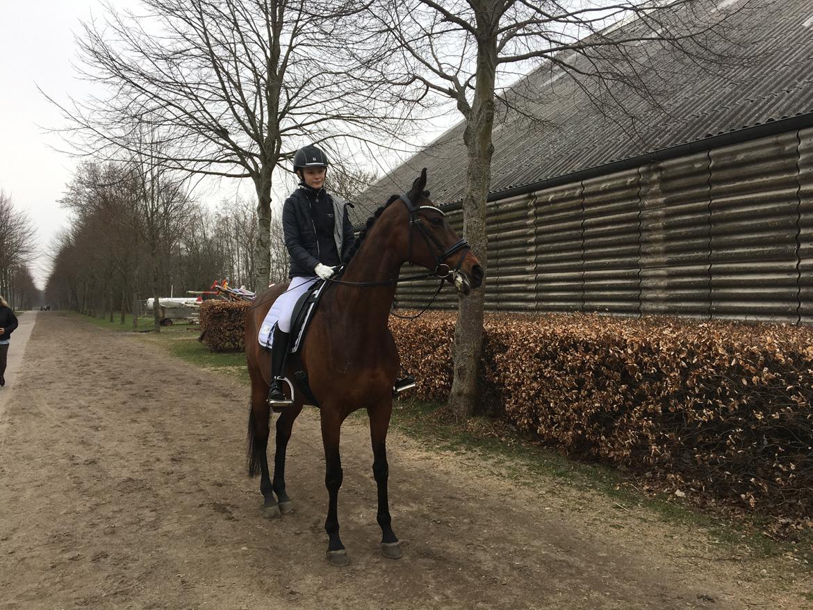 Fuldblod (XX) Madame de Jour XX (den) (Smilla) billede 20