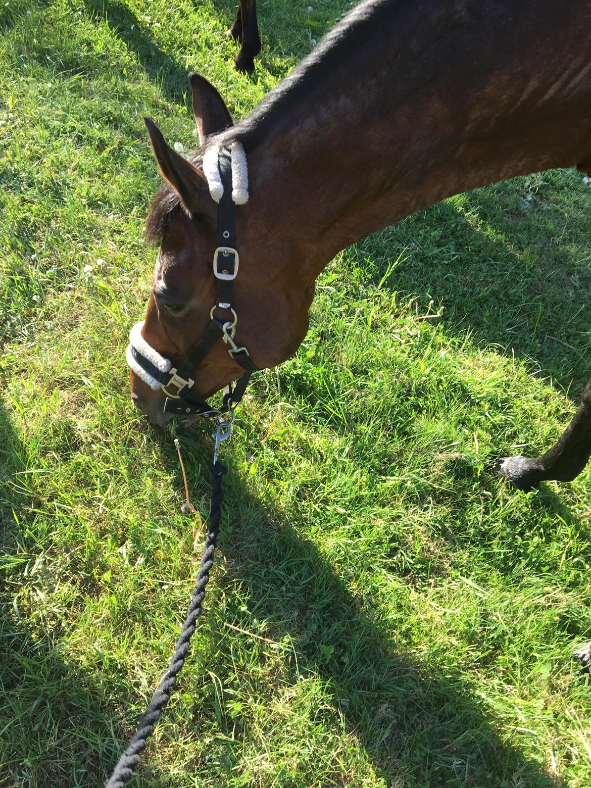 Fuldblod (XX) Madame de Jour XX (den) (Smilla) billede 16