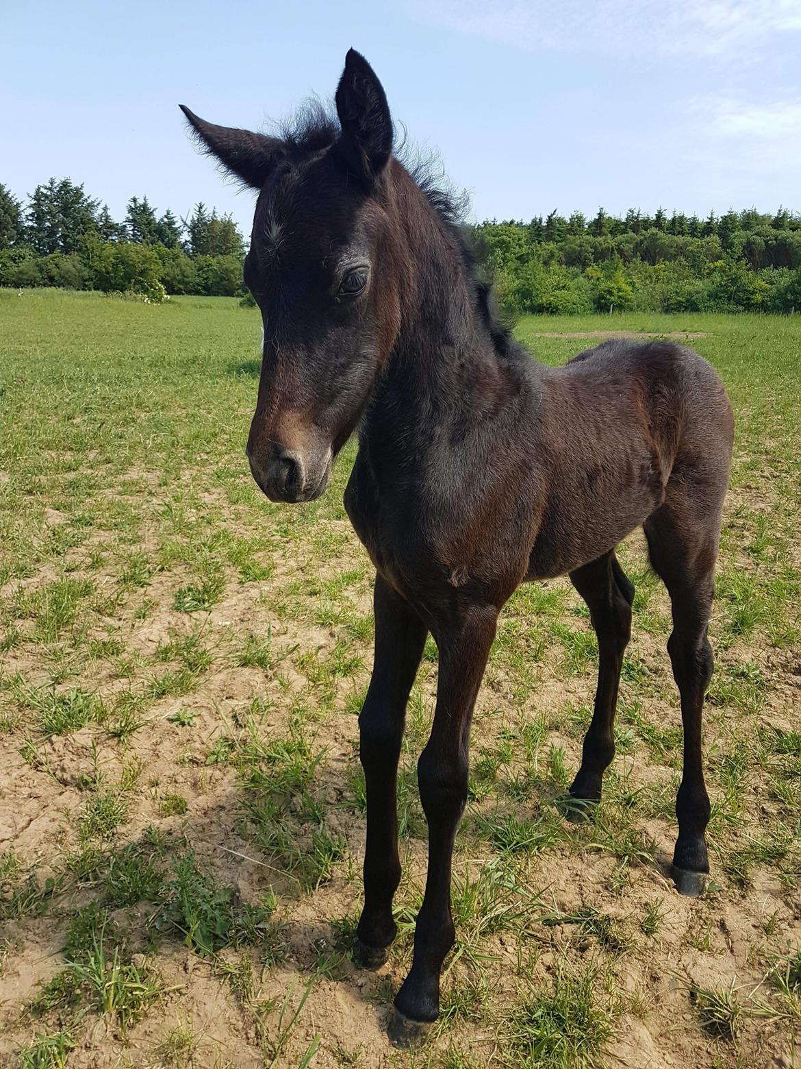 Connemara Ålskovs Wizzard billede 1