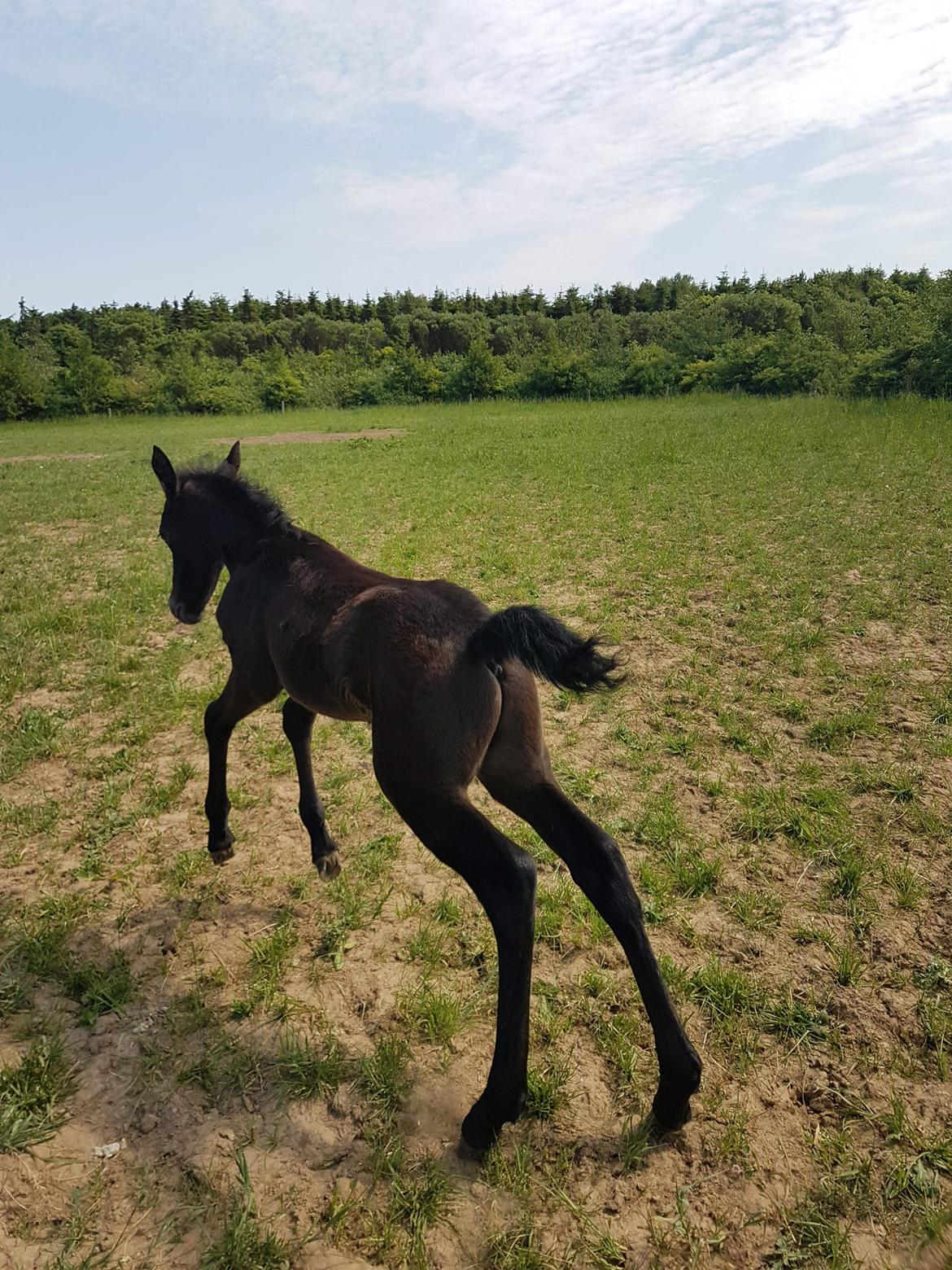 Connemara Ålskovs Wizzard billede 2