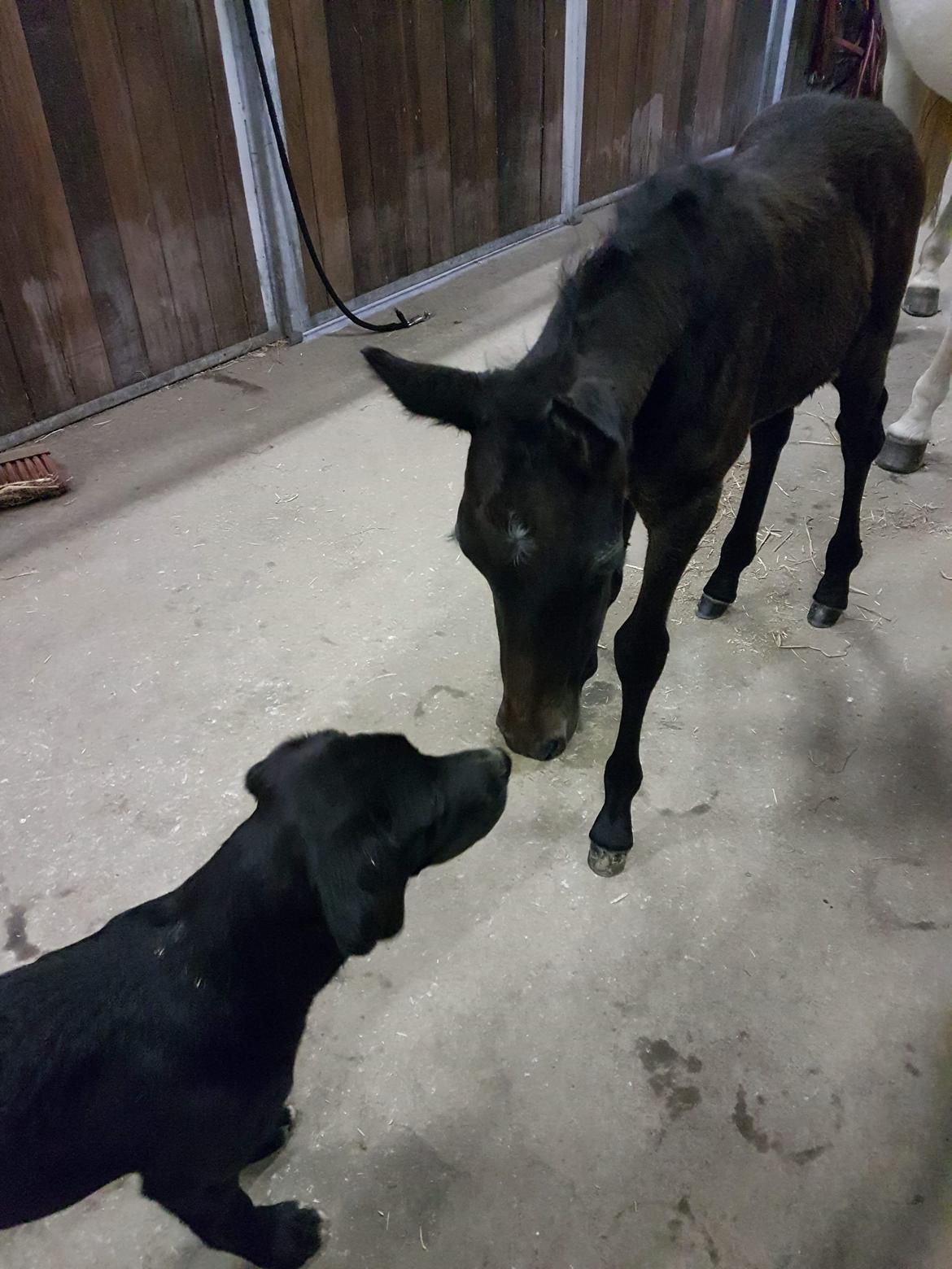 Connemara Ålskovs Wizzard billede 3