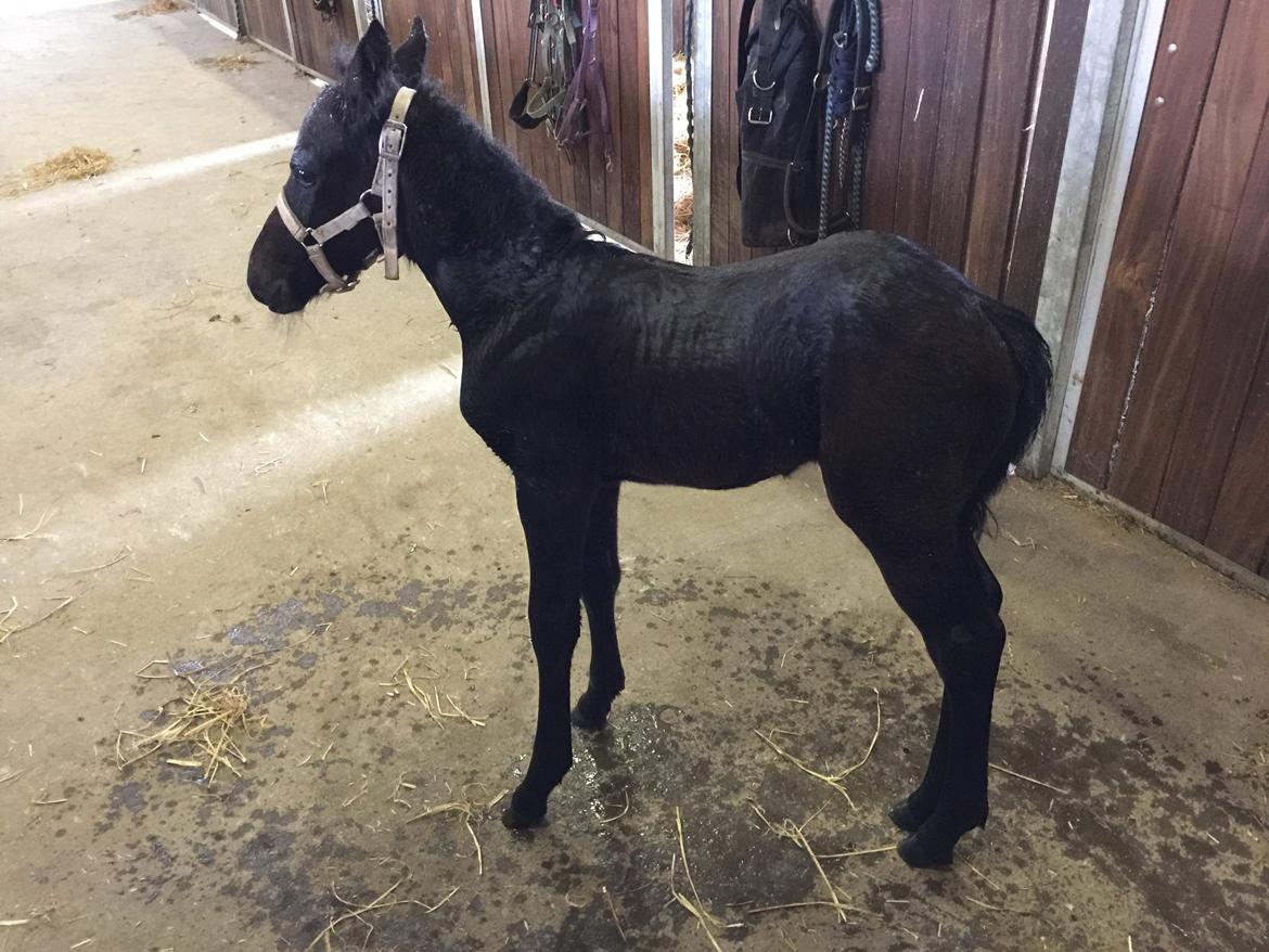 Connemara Ålskovs Wizzard billede 4