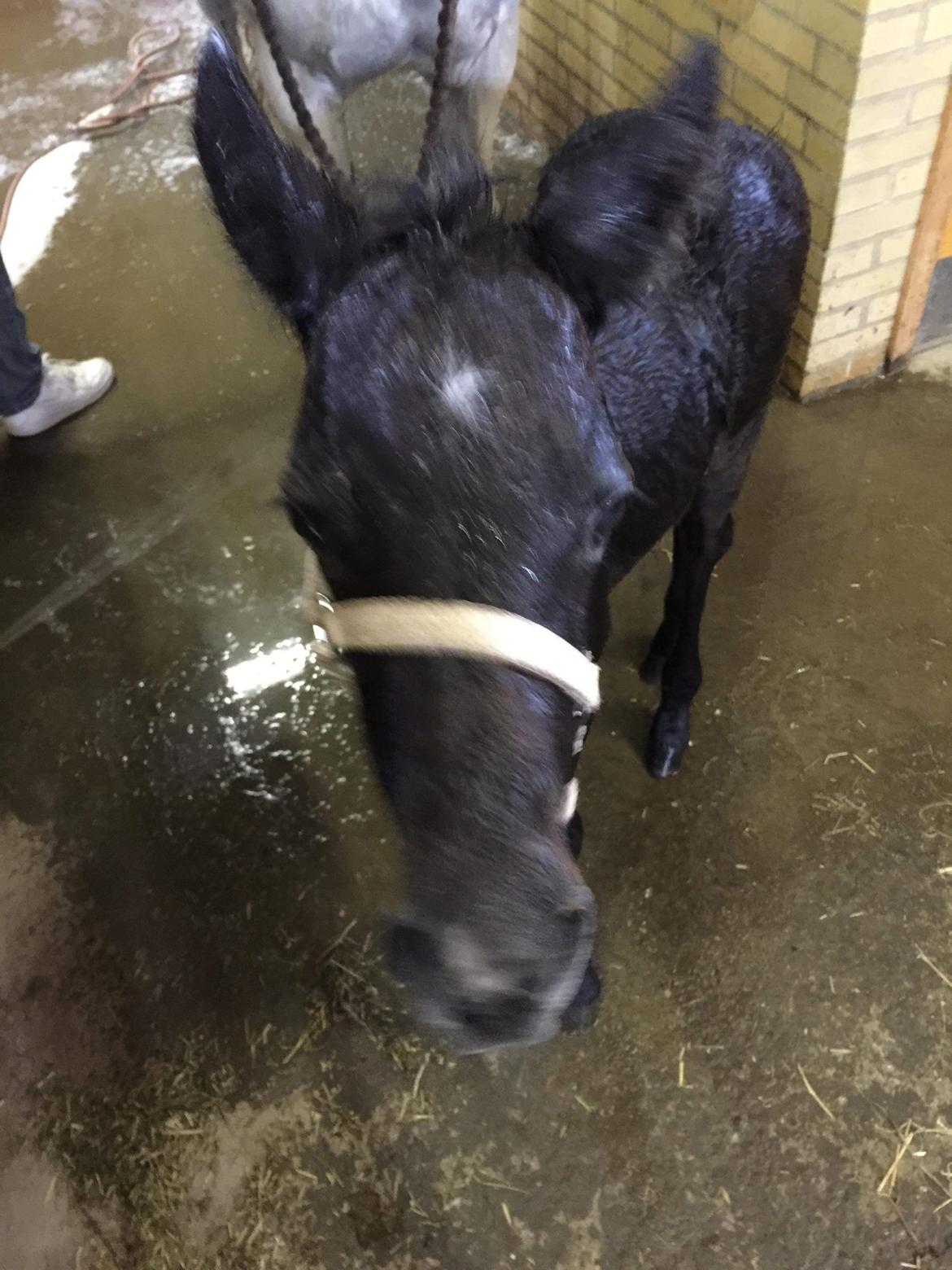 Connemara Ålskovs Wizzard billede 5