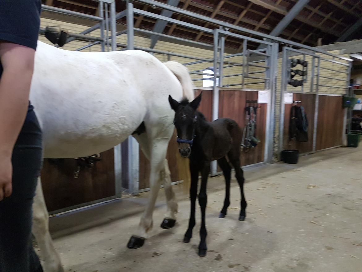 Connemara Ålskovs Wizzard billede 6