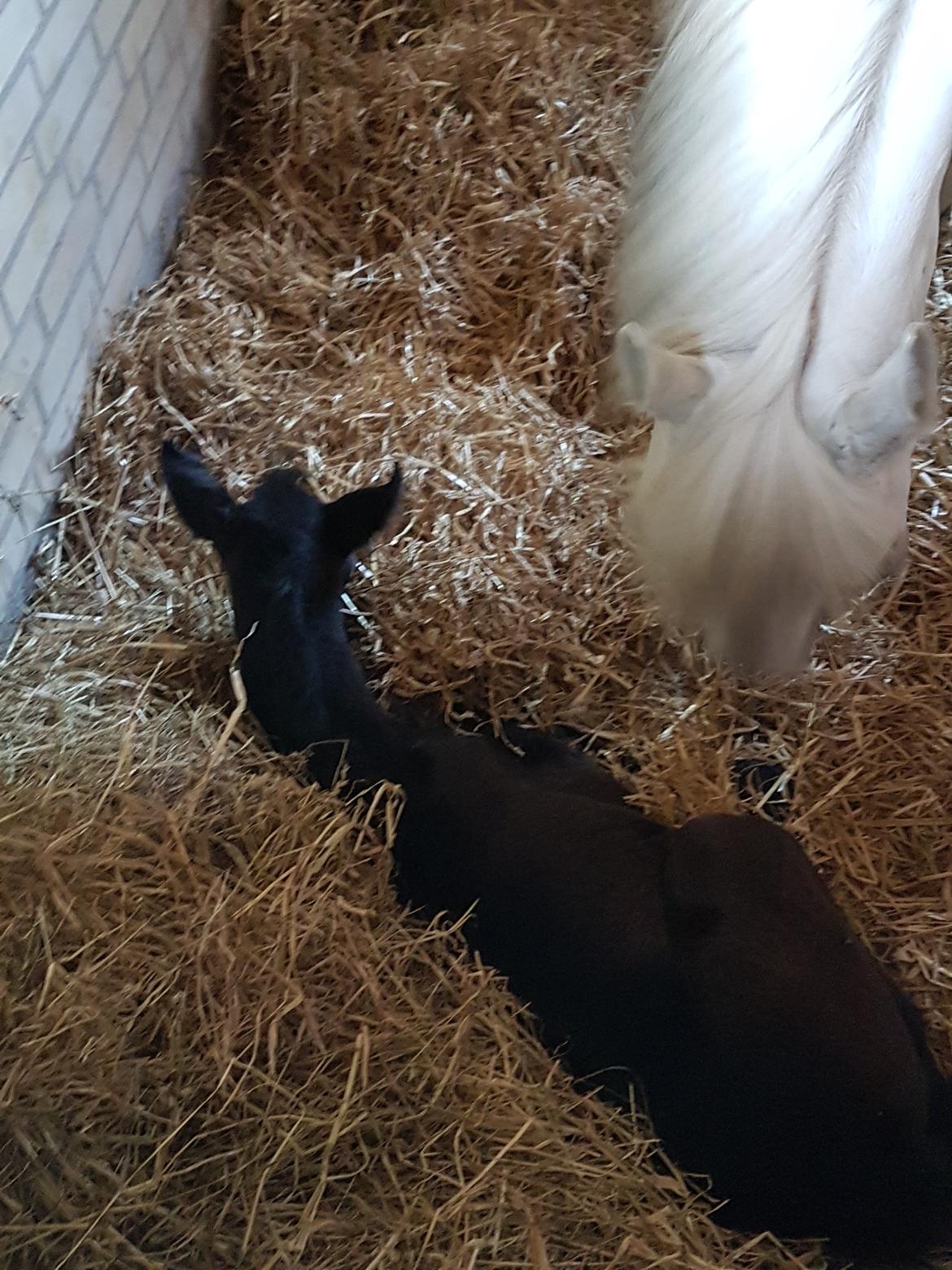 Connemara Ålskovs Wizzard billede 7