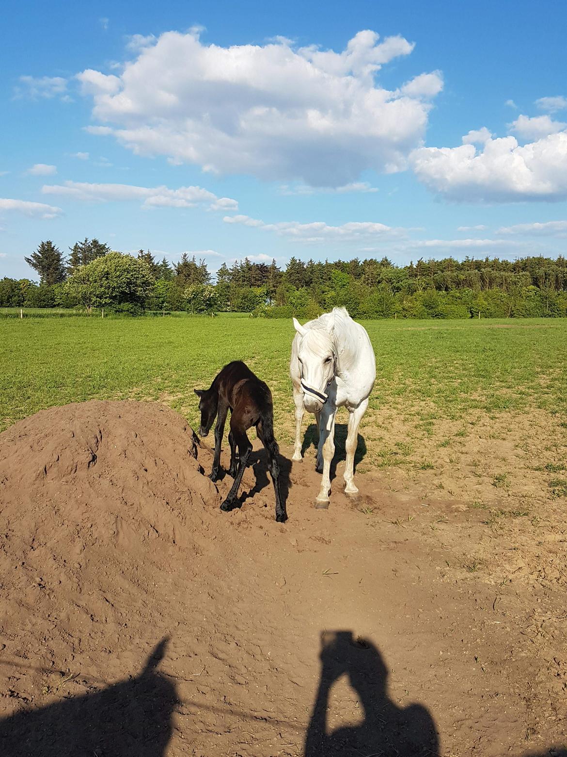 Connemara Ålskovs Wizzard billede 8