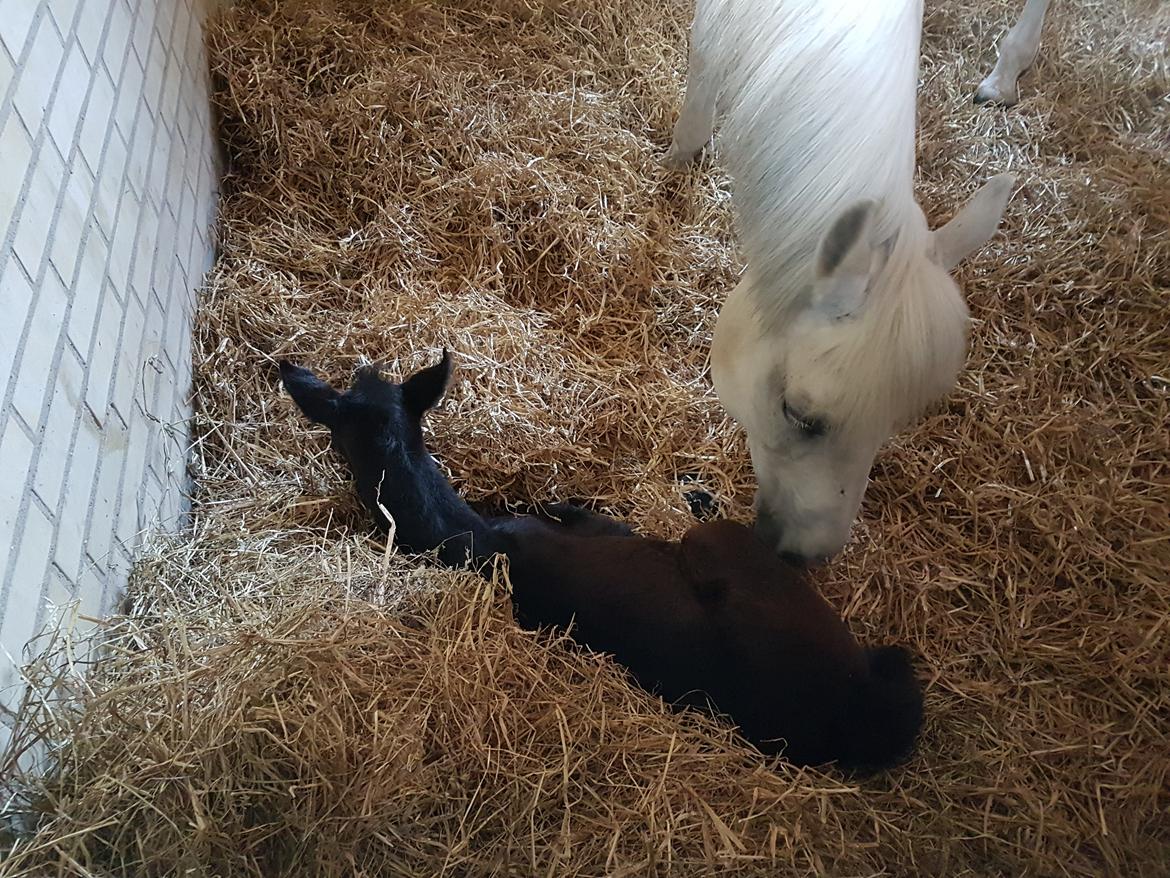 Connemara Ålskovs Wizzard billede 9