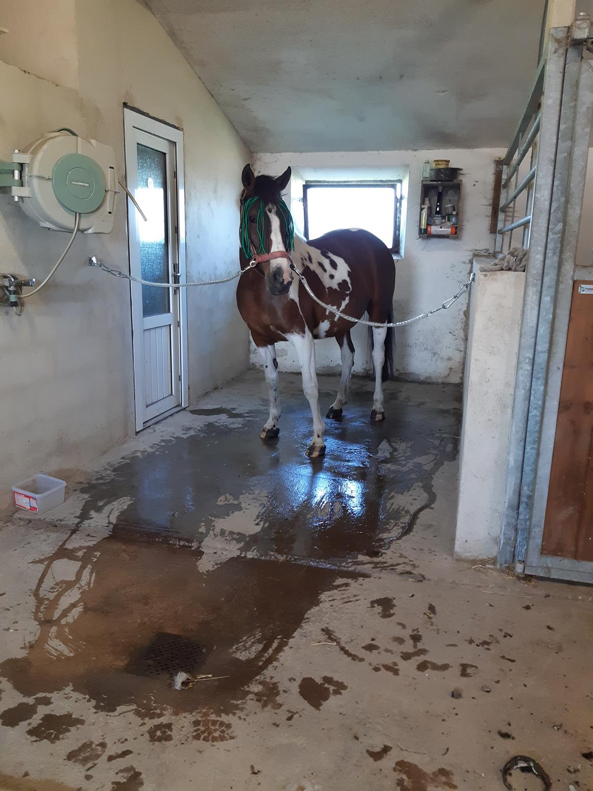 Pinto Vidtskue's Filly - Filly i vaskhald i 18 billede 1