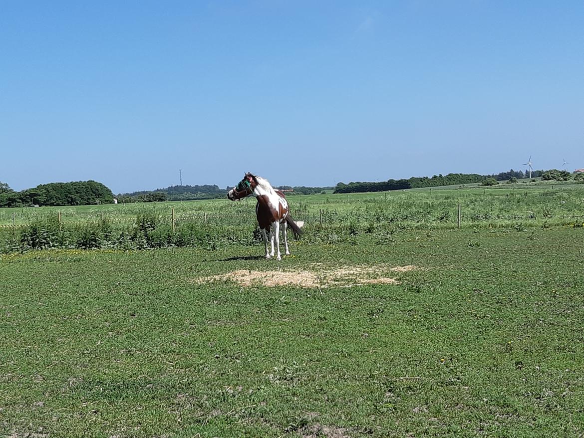 Pinto Vidtskue's Filly - Filly lige komme nyt sed 18 billede 2