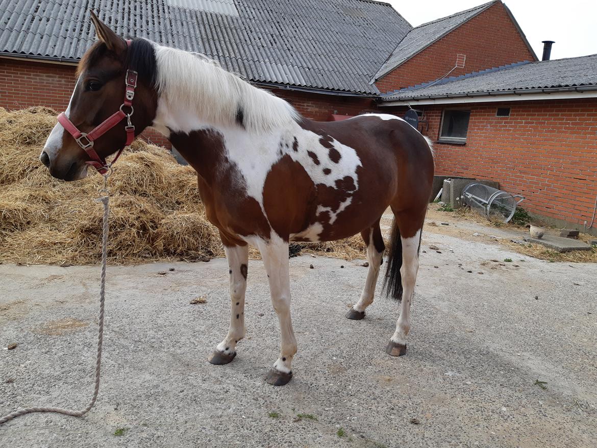 Pinto Vidtskue's Filly - Filly i somme 19 billede 3