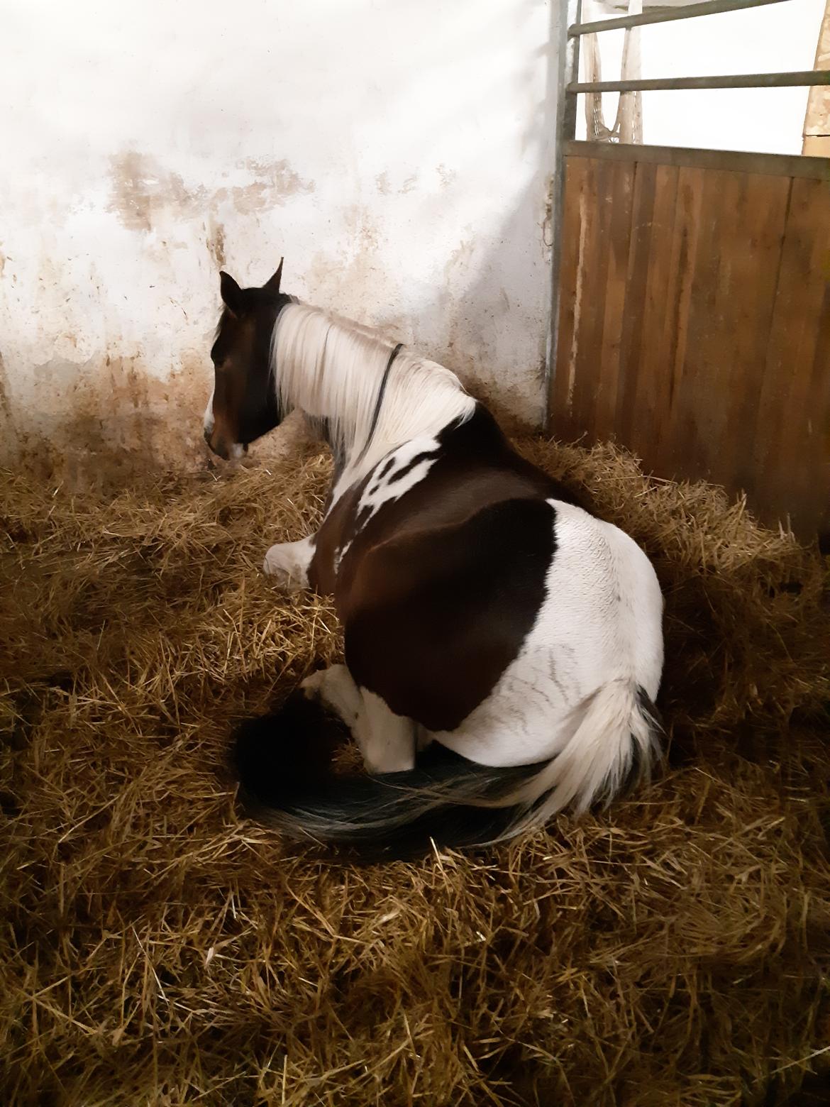 Pinto Vidtskue's Filly - Filly træt  billede 4